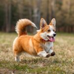 10 Reasons to Love the Corgi with Tail Comprehensive