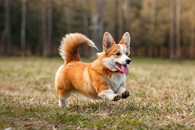 Read more about the article 10 Reasons to Love the Corgi with Tail Comprehensive